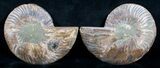 Beautiful Inch Cut and Polished Ammonite Pair #5647-2